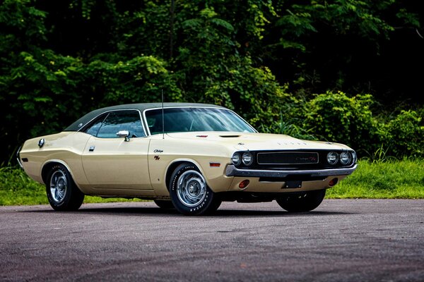 Aesthetic photo of a challenger car against a background of green vegetation