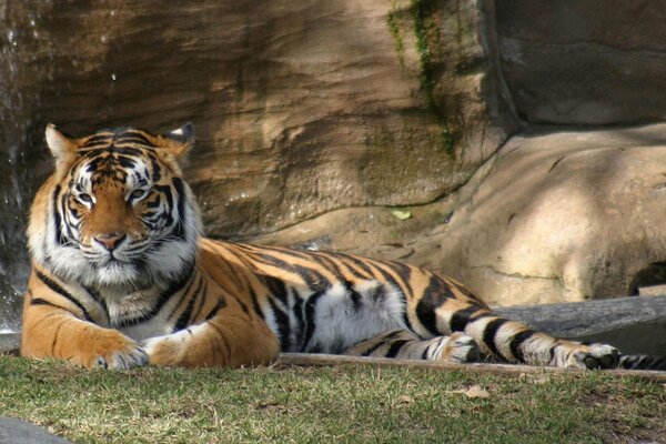 Tiger in the zoo on the background of a waterfall