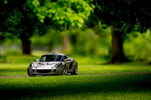 Coche de juguete en el bosque real