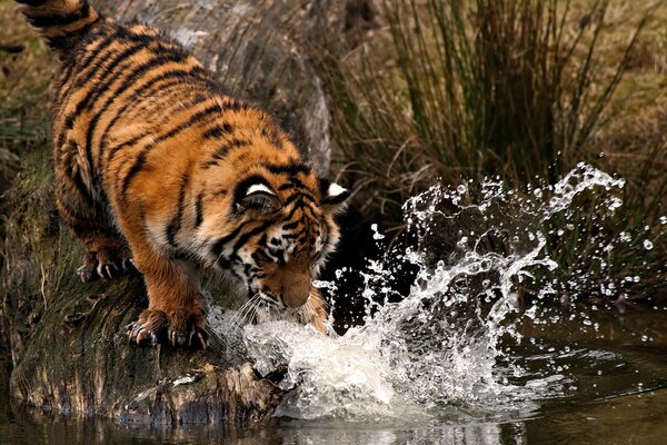 The tiger hits the water with his paw