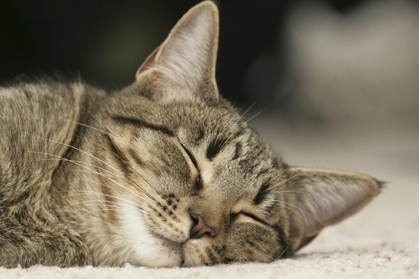 The gray cat sleeps with its muzzle pressed against the palace