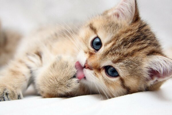 A pet kitten on a white sheet