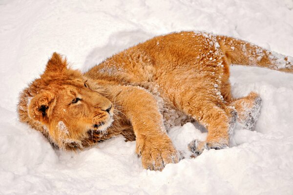 Cucciolo di leone sdraiato sulla neve bianca