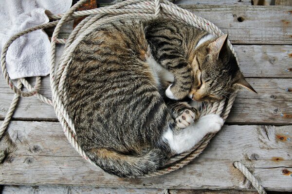 Die Katze schläft zusammengerollt mit einem Knäuel in einem Seilstrang