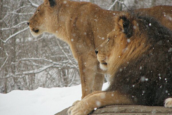 León y León descansan en invierno