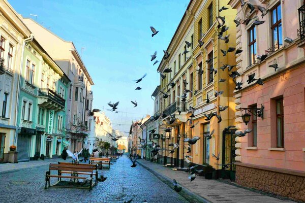 A deserted street and a noisy flock of pigeons