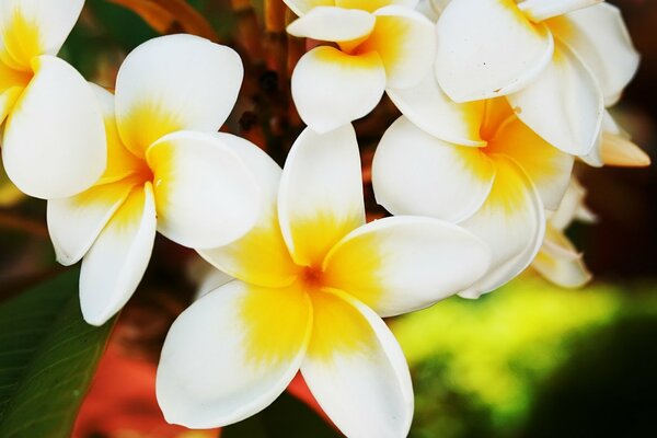 Blumen weiße Blütenblätter gelbe Mittel