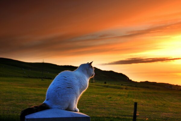 Katze im Hintergrund von Bergen, Sonnenuntergang und Feldern