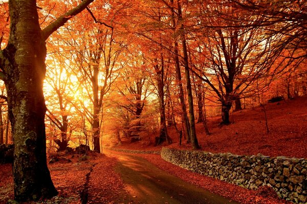 Red park in autumn on the background of sunset