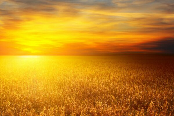 Campos de trigo al atardecer