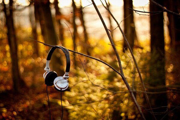 In autumn, headphones hang on a tree