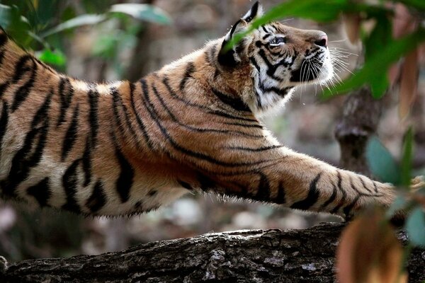 Tiger arched his back on a tree