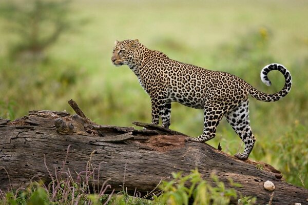 Leopard on a tree on a background of green grass