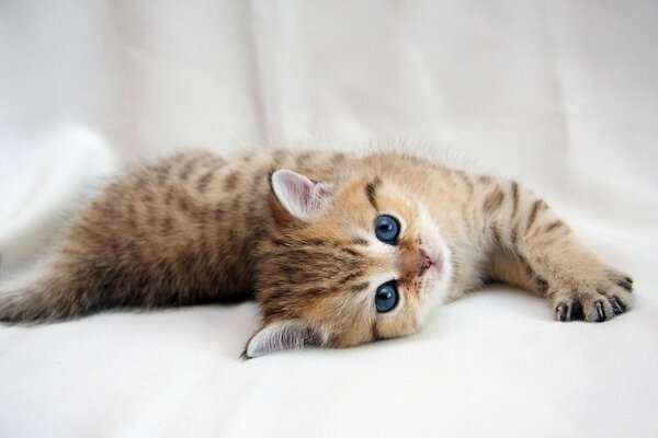 Pur-sang chaton sur un drap blanc