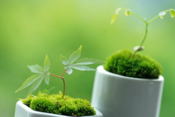 Pequeñas plantas en macetas blancas como la nieve