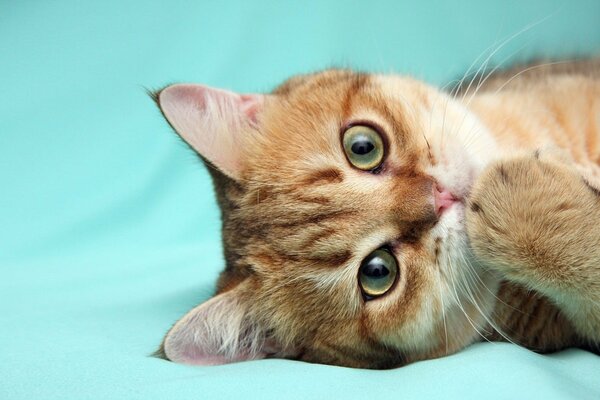 A red-haired cat with green eyes