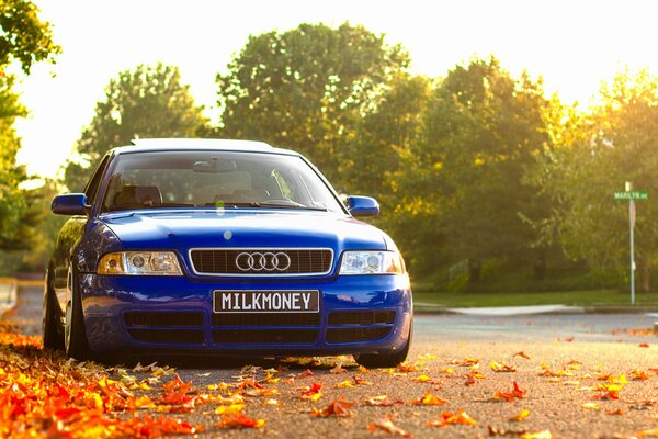 Audi blue car on a background of dry foliage