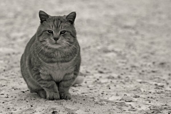 Chat solitaire assis sur le sable gris