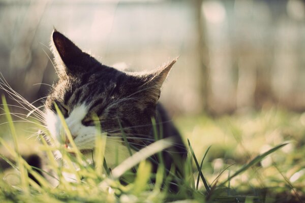 Chat mâche herbe verte