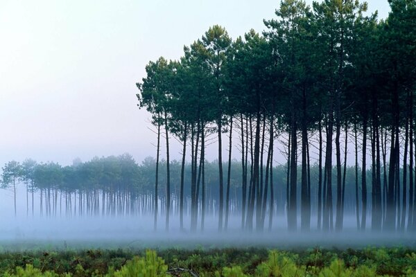 Pine trees shrouded in fog at the dawn of the day