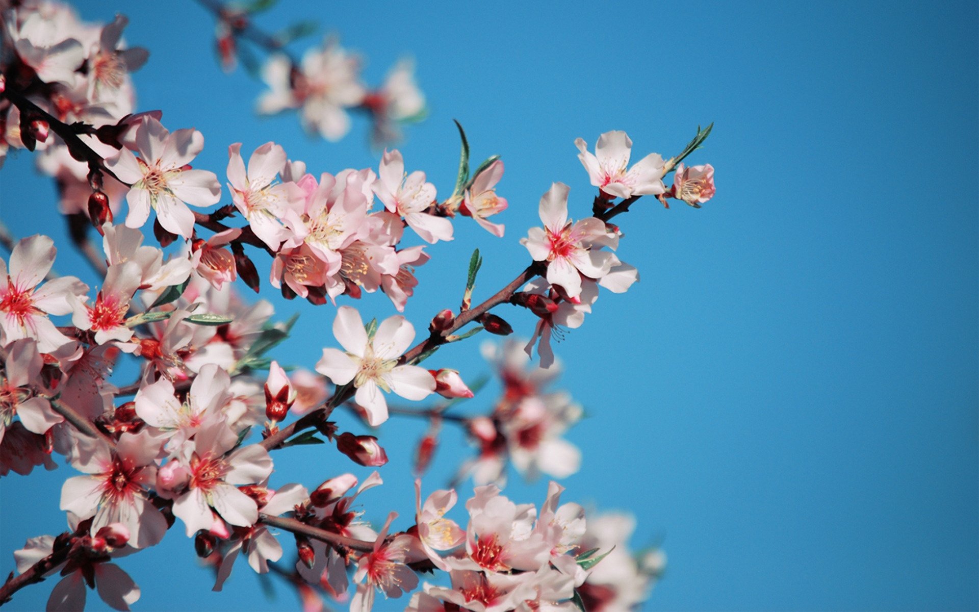 flores cereza sakura cielo ramas pétalos rosa rama árbol en flor cielo azul primavera