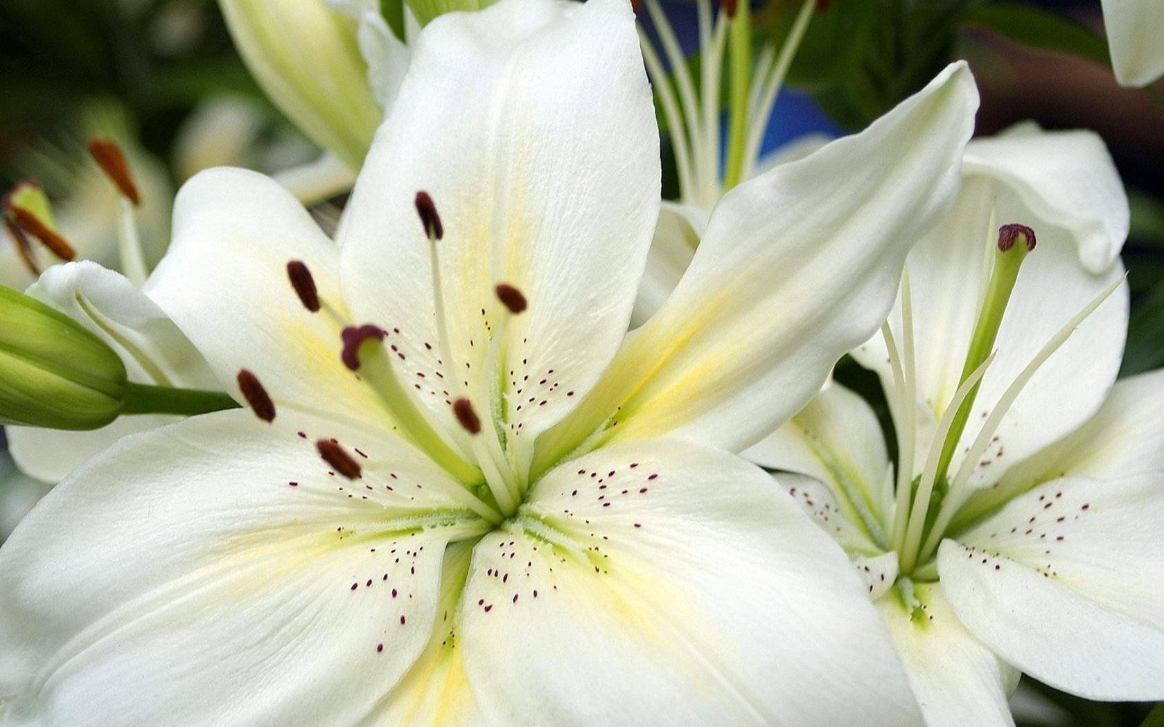 giglio fiore foglie macro