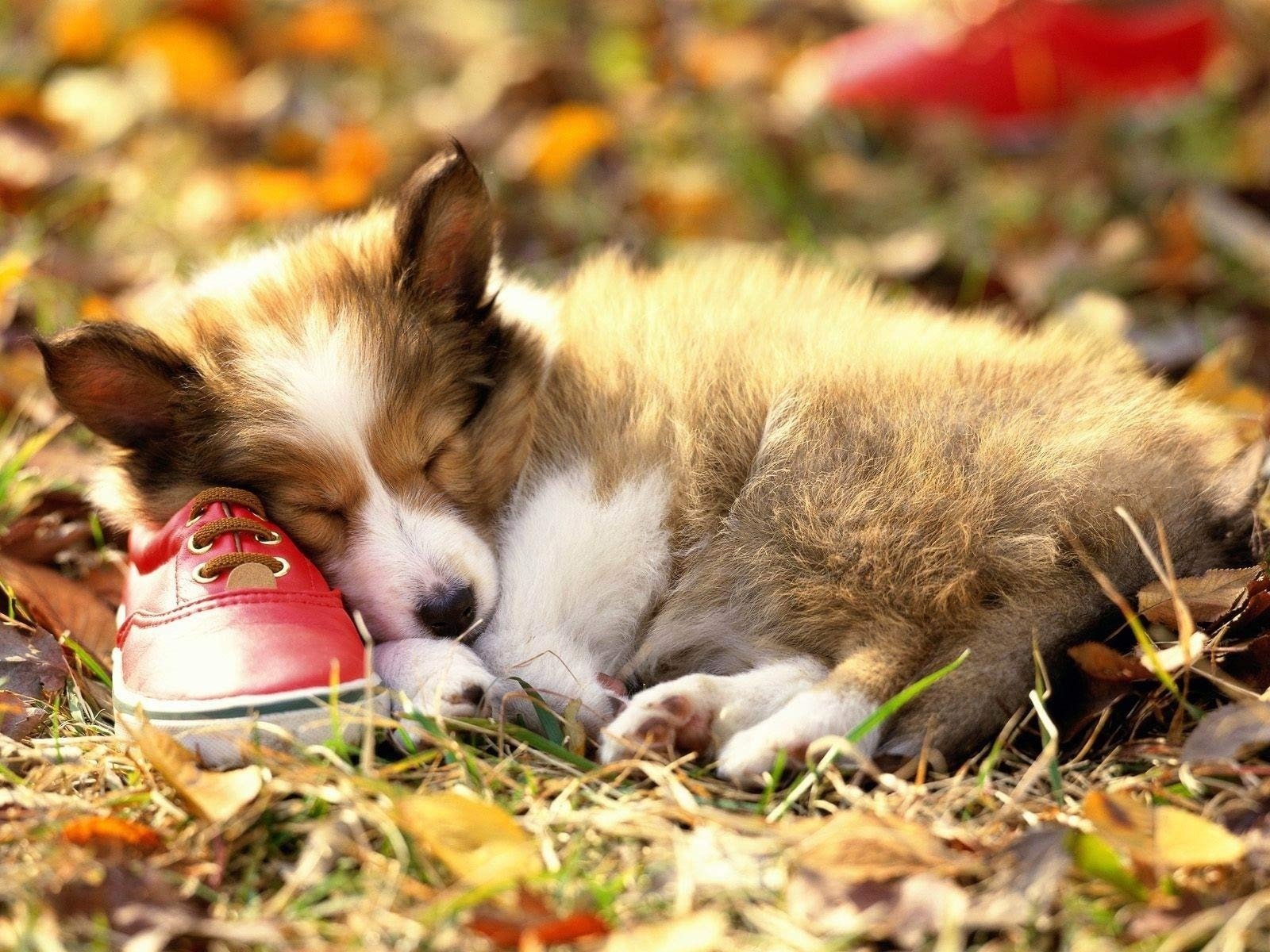 cane cucciolo sonno stivale foglie erba