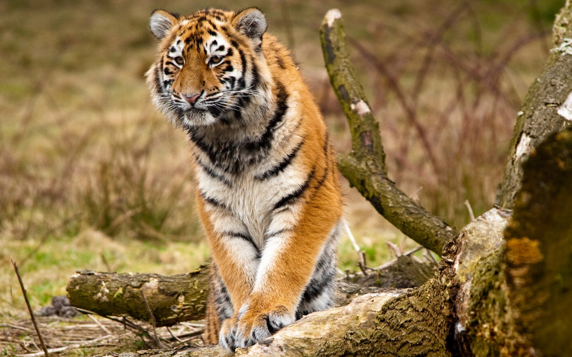 animaux tigres de sibérie chats sauvages nature forêt arbres photo prédateurs félin