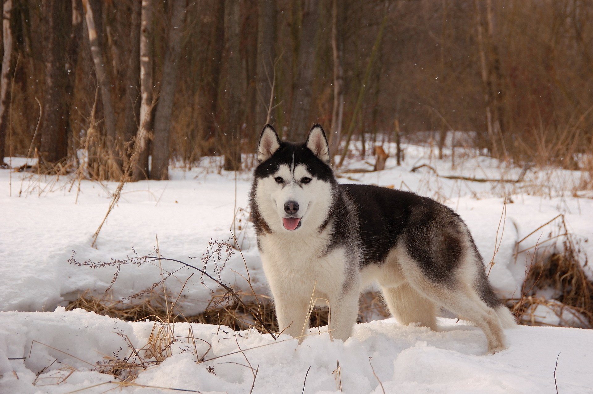 husky hiver neige chien animaux vue