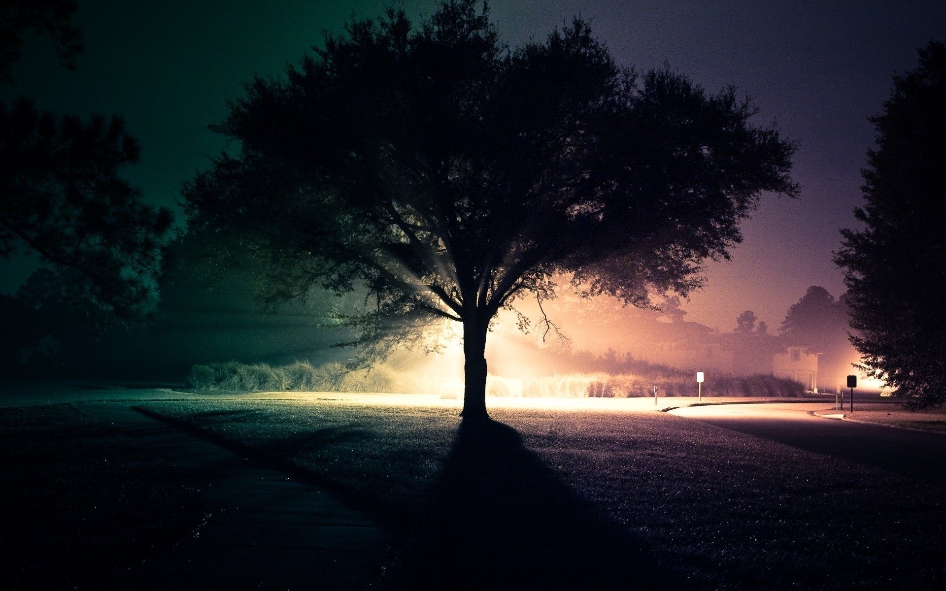 straße nacht straße baum licht vergleich kontrast