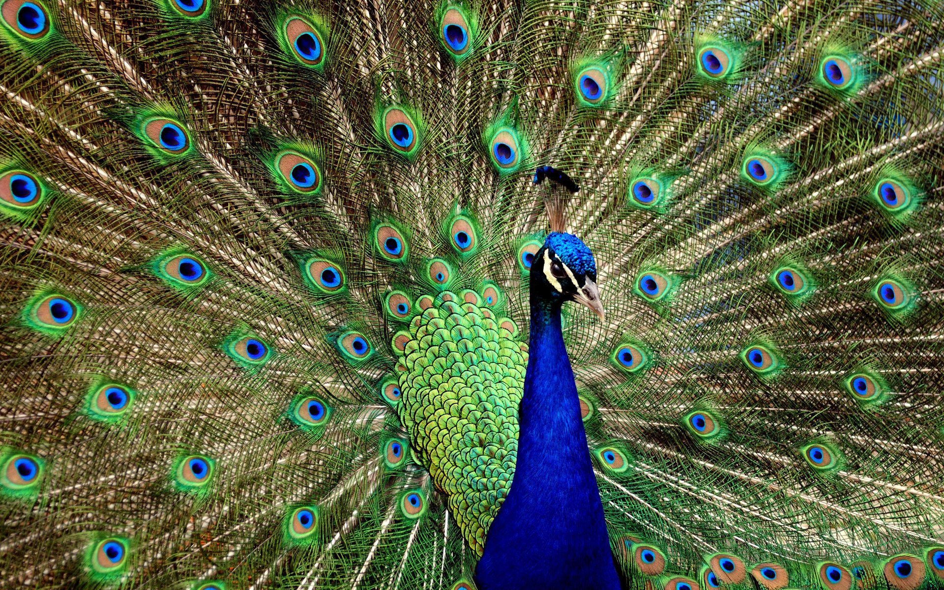 pfau vogel blau mehrfarbiger schwanz