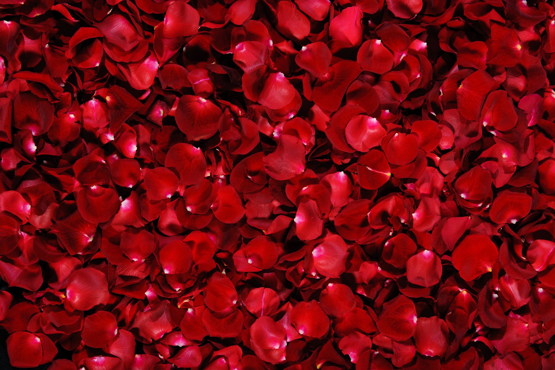 petals rose red background