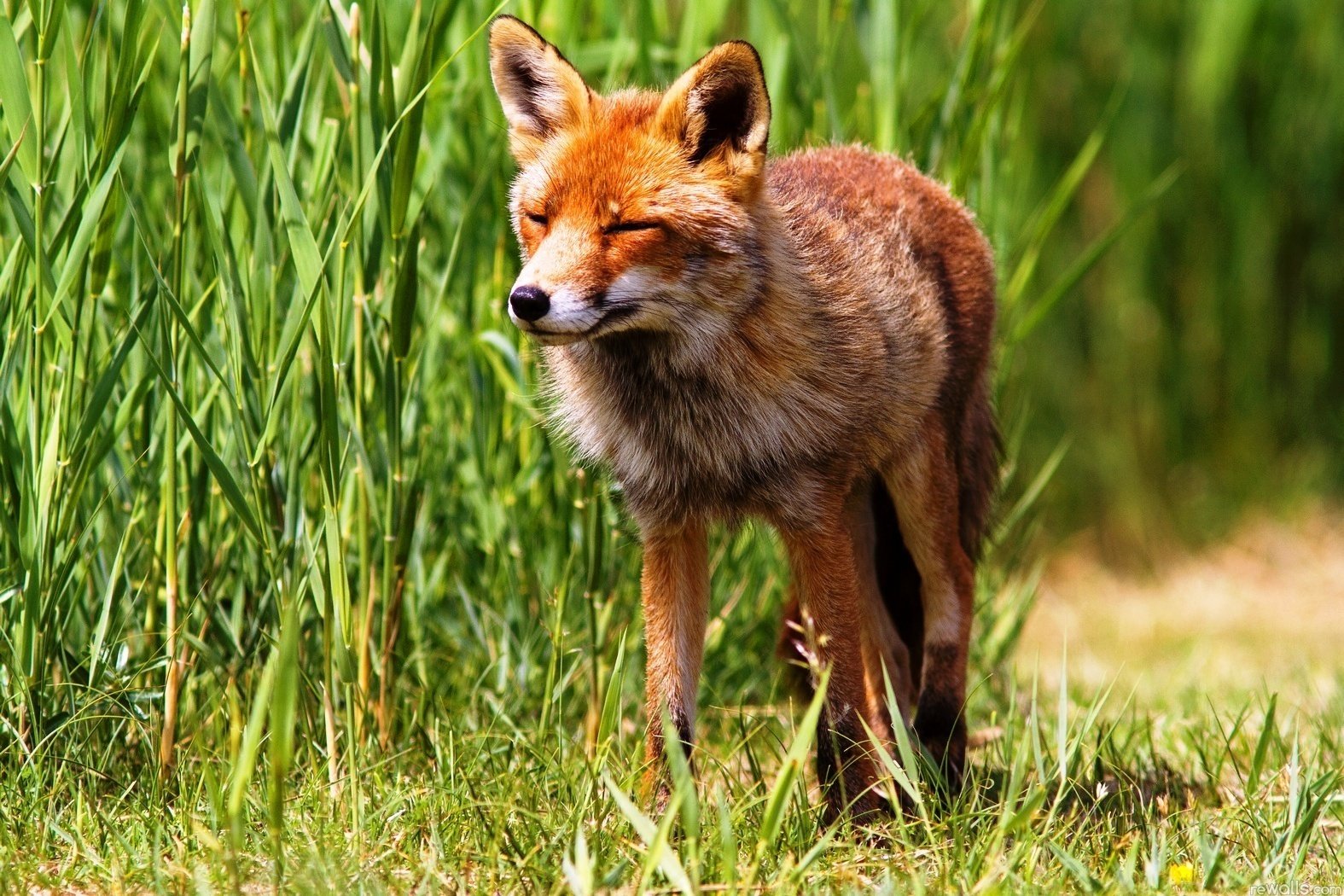 lis ruda natura przebiegłość umysł ogon uszy trawa zwierzęta pysk drapieżniki