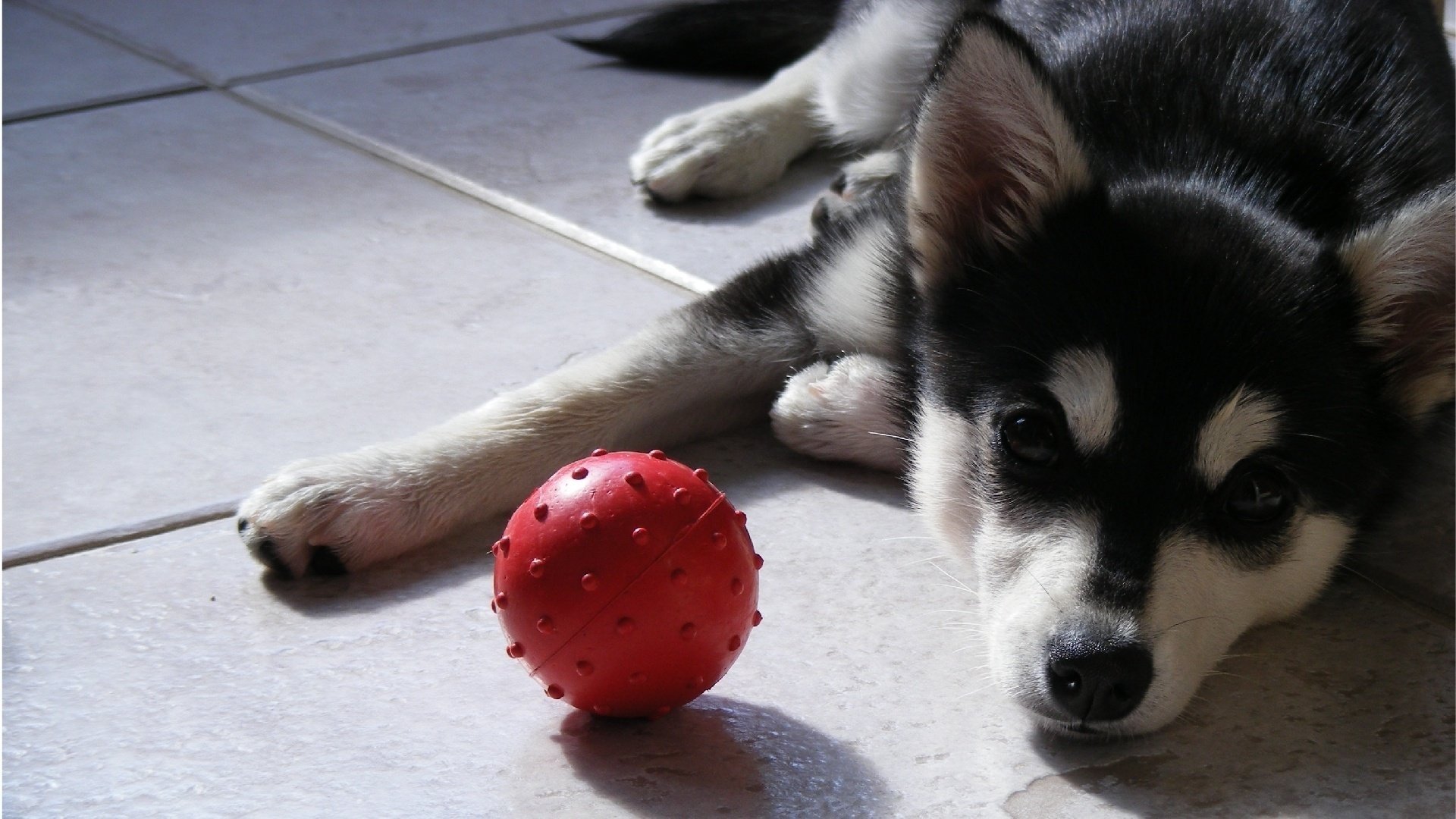 dog gaze husky puppy dog ball ball