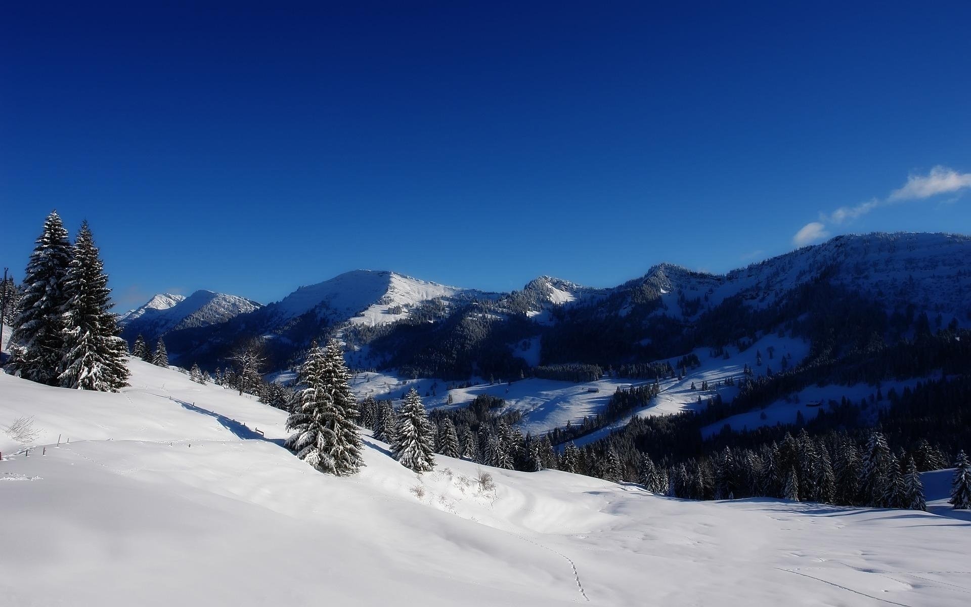 alpes montagnes neige hiver vue arbres de noël horizon