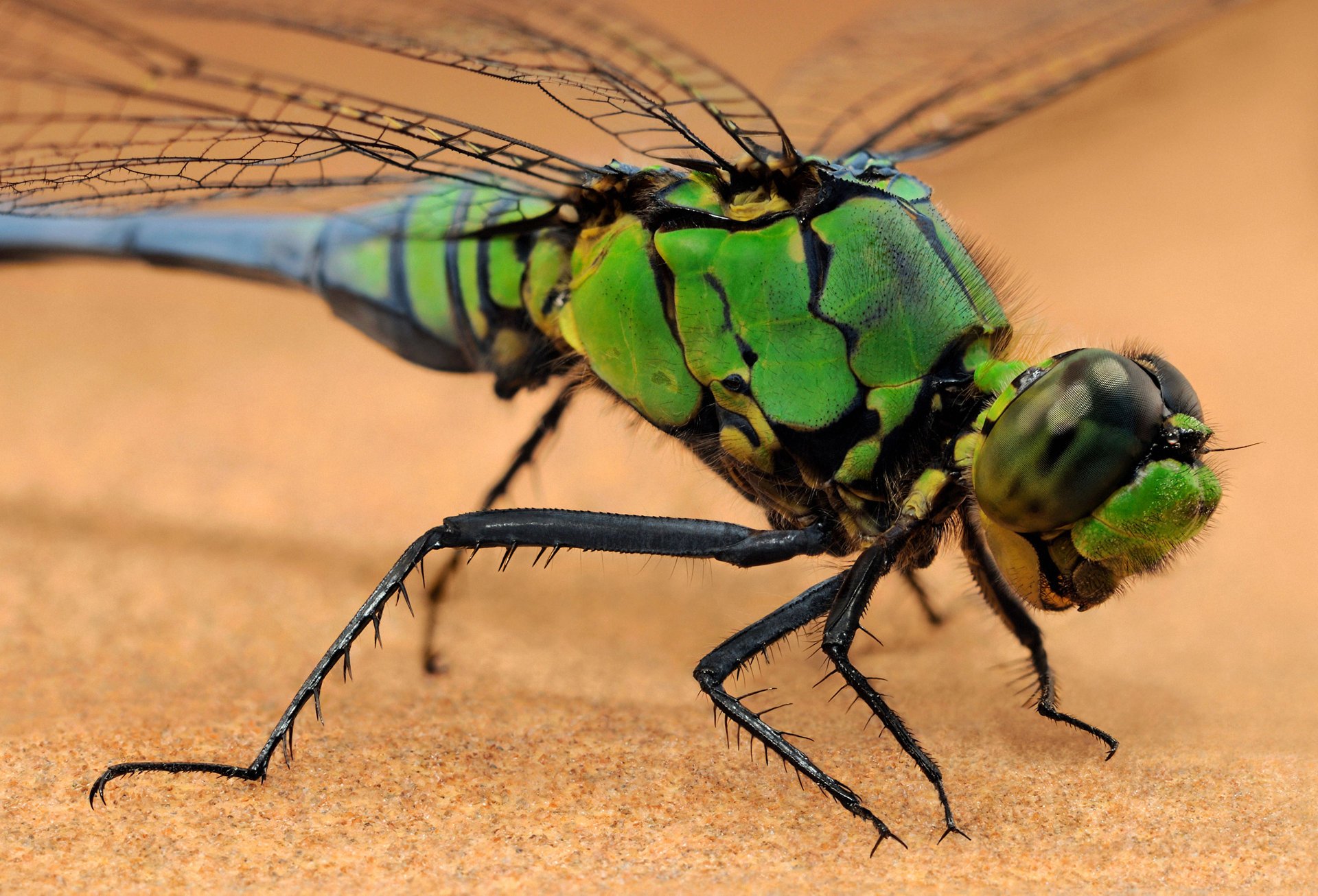 dragonfly dragonfly owad makro ciepłe tło owady zwierzęta oczy