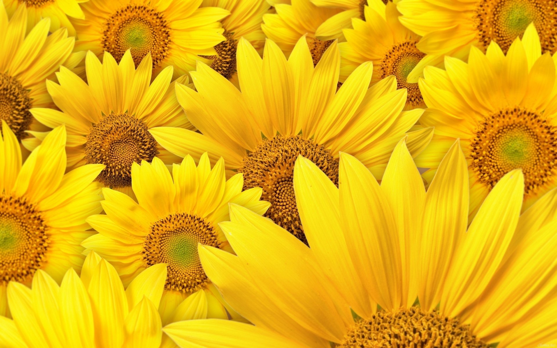 fleurs tournesols jaune pétales gros plan