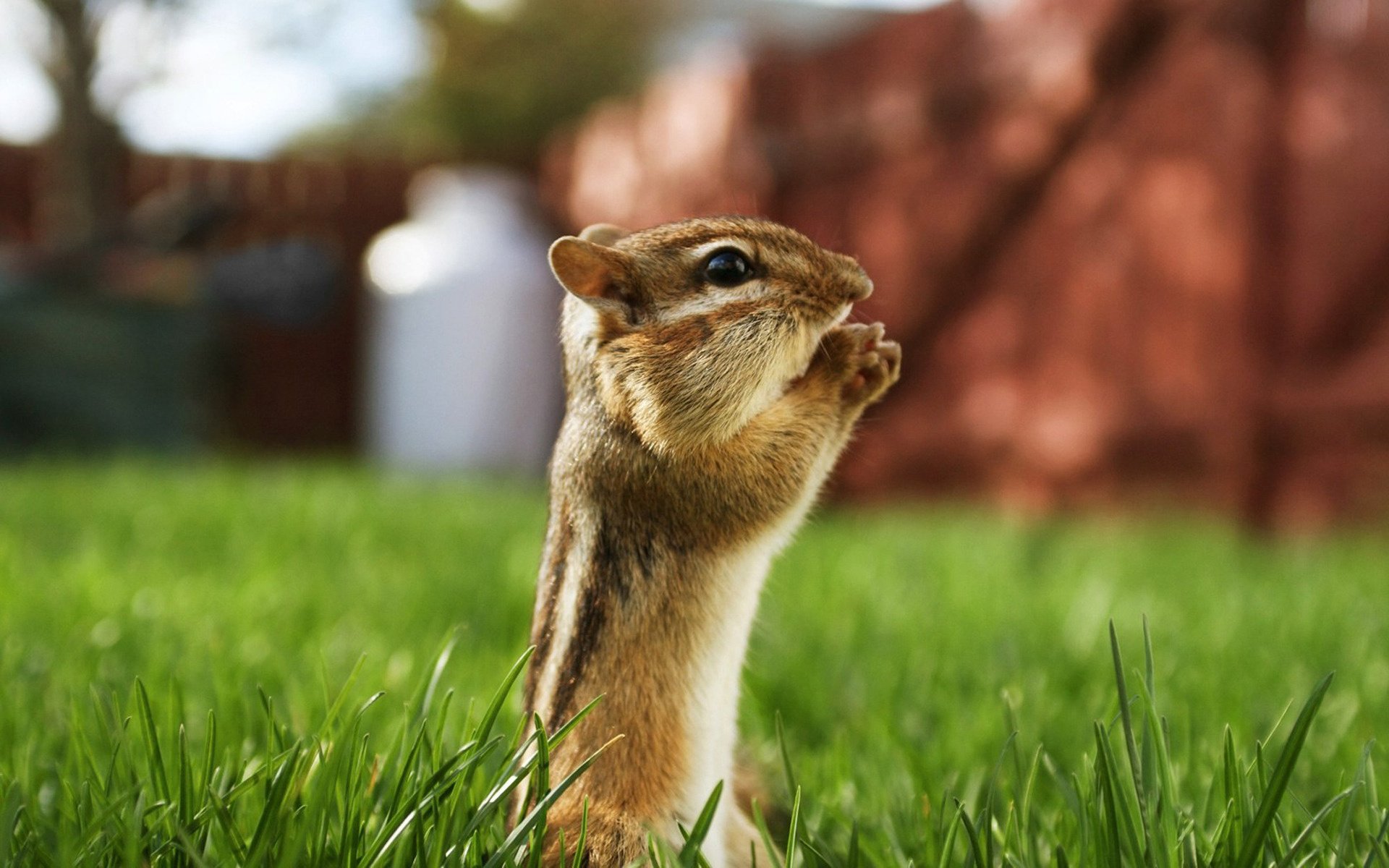 chipmunk nagetier gras blick