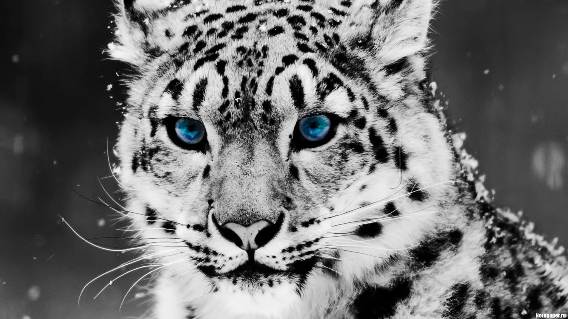 snow bors leopardo grande gatto occhi baffi sguardo occhi blu fiocchi di neve animali predatori felini macro irbis