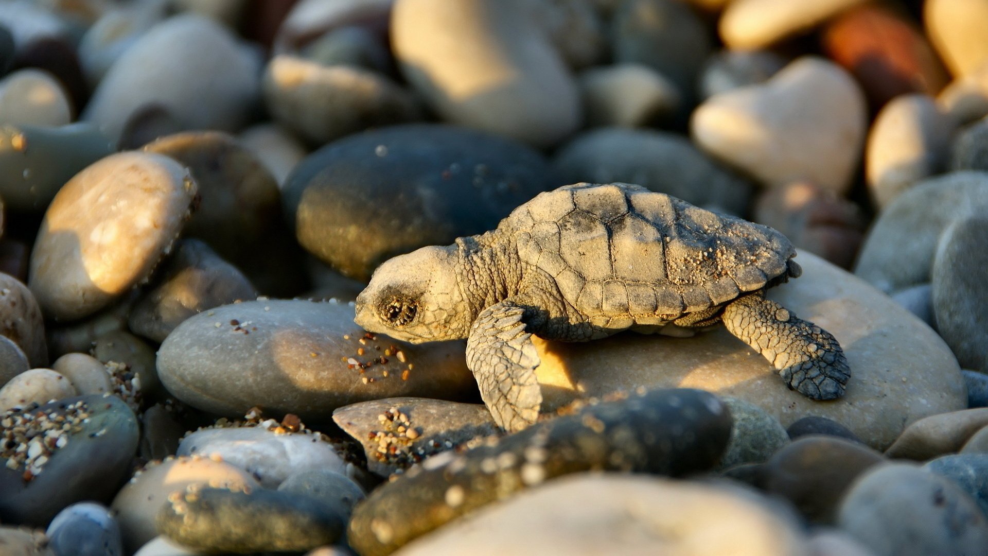 pierres photo gros plan soleil tortue coucher de soleil amphibiens