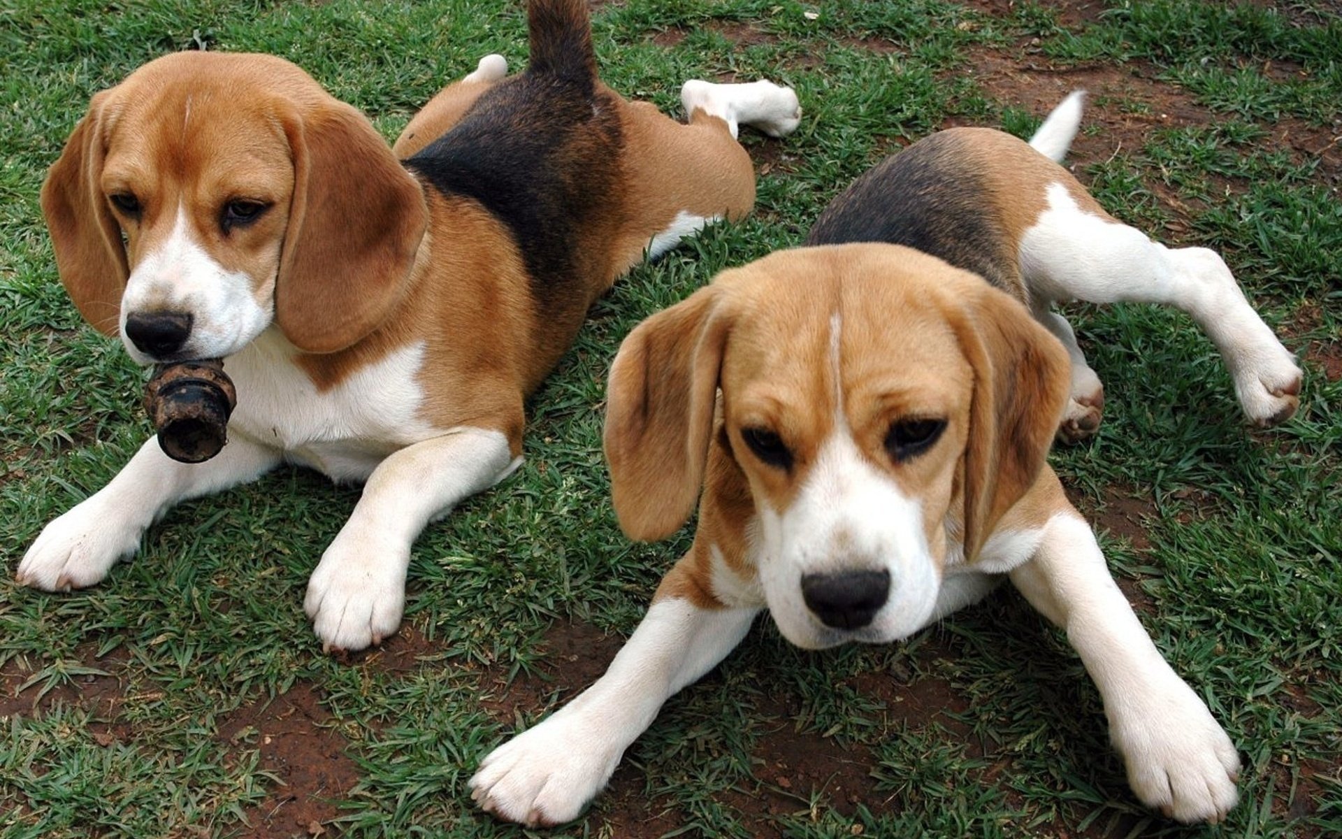 chiots herbe ensemble beagle couple rousses animaux chiens duo