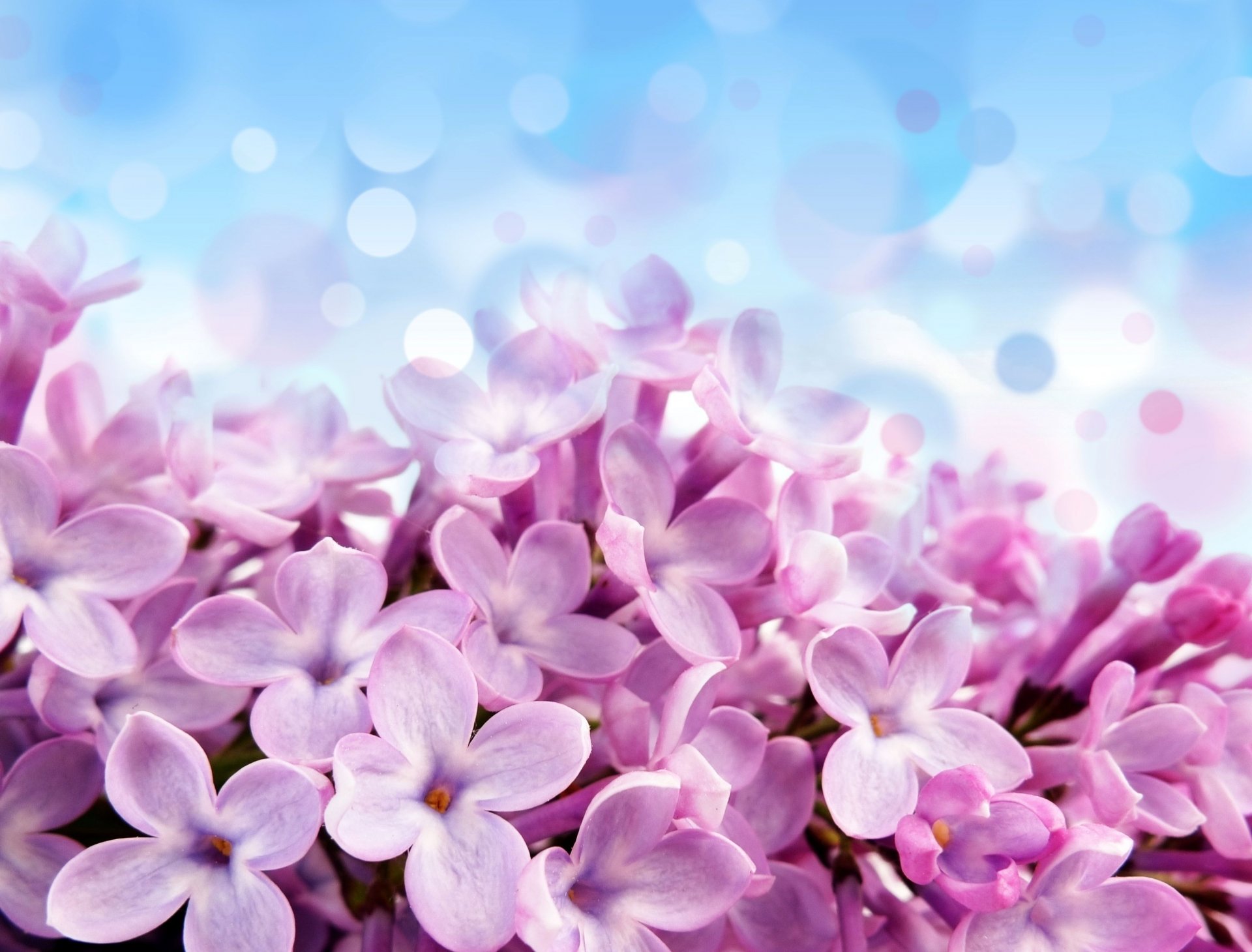 pale red-violet flowers flowers background purple blue beautiful lilac