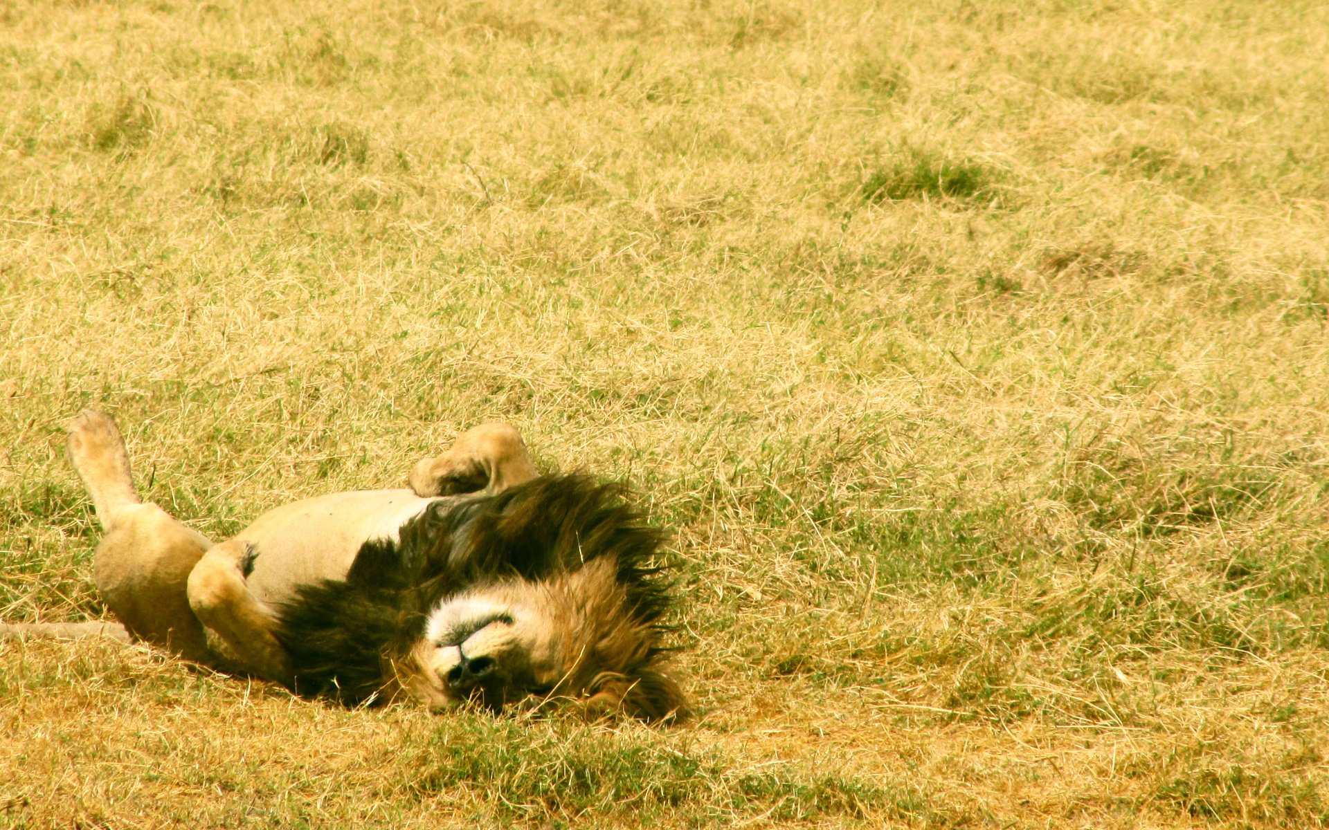 champ tev animaux pattes repos roi couché herbe crinière animaux félin sommeil kis-kis-miaou-miaou