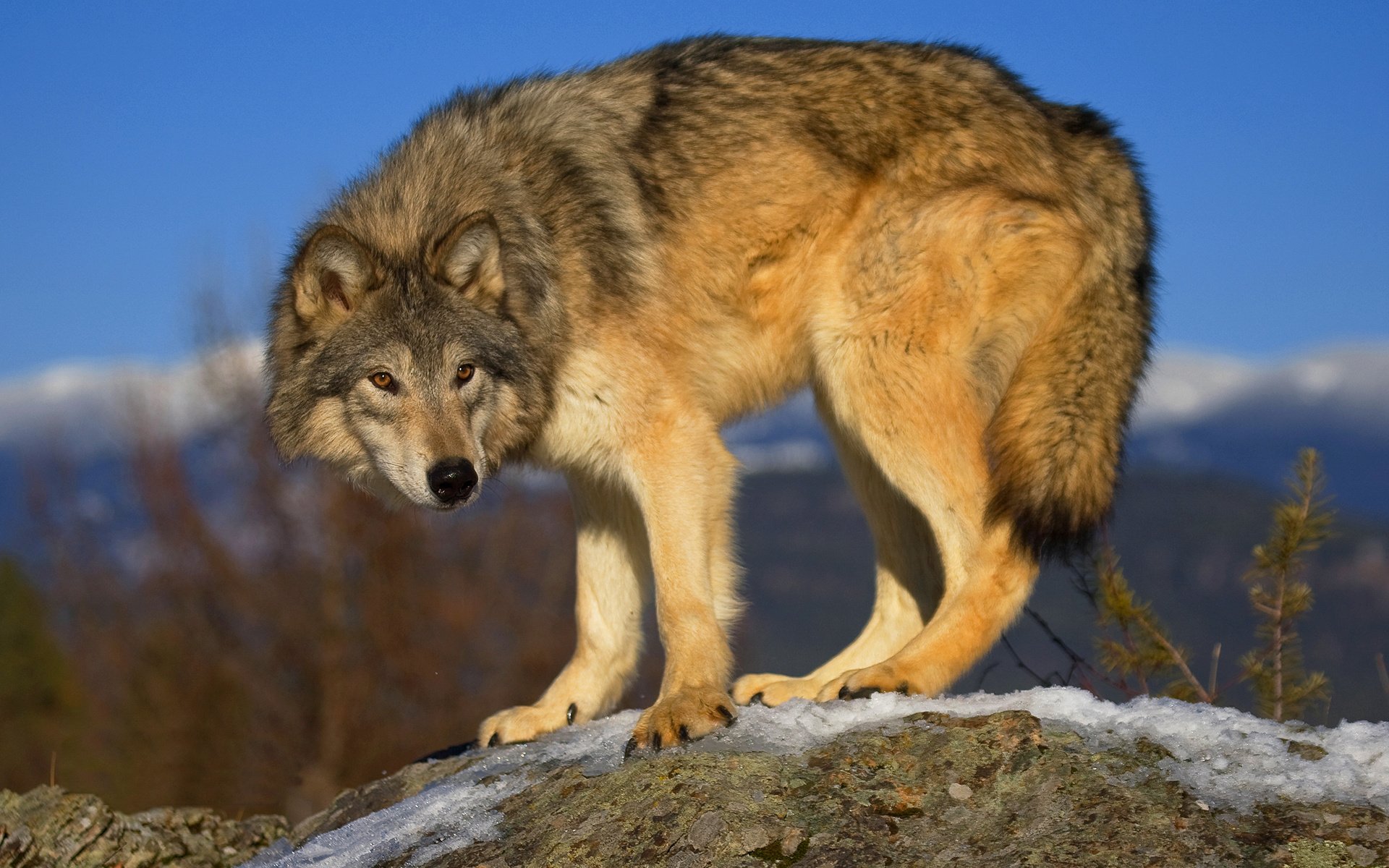 depredador lobo gris lobo animales mirada lobos