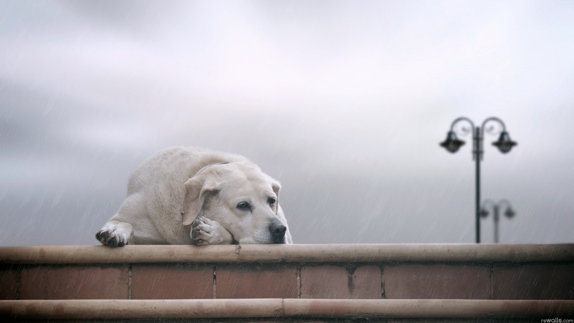 cane occhi tristezza pioggia amico lealtà lanterna cane solitudine riposo woof-woof-ry-ry