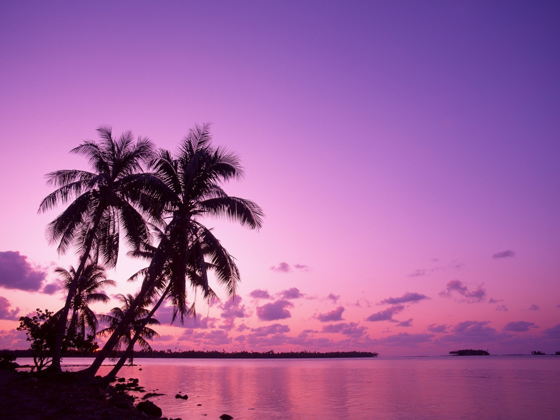 nature coucher de soleil palmiers ciel rose nuages plage humeur eau mer ciel