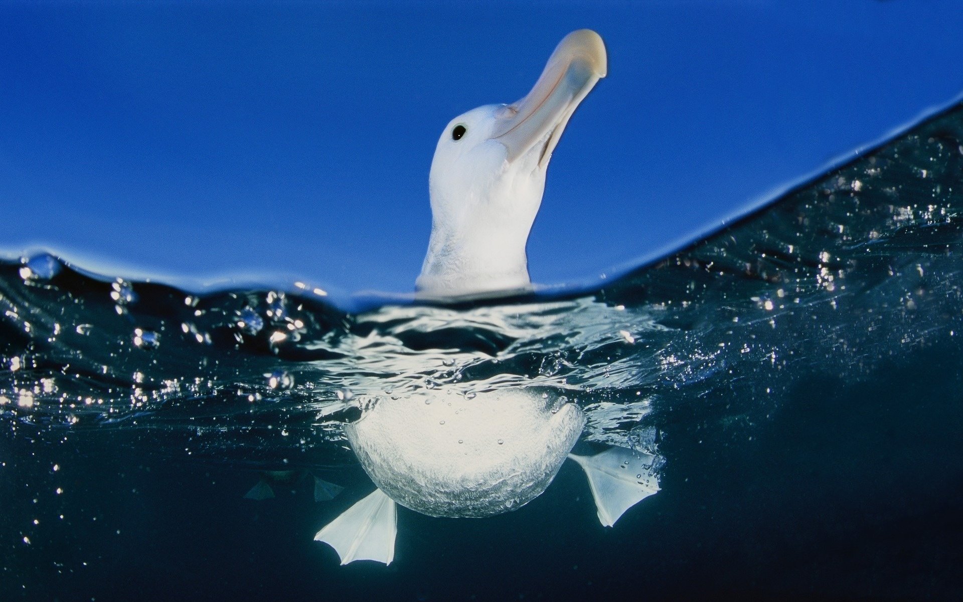 gluv membrana gaviota agua pájaro patas mar bajo el agua macro