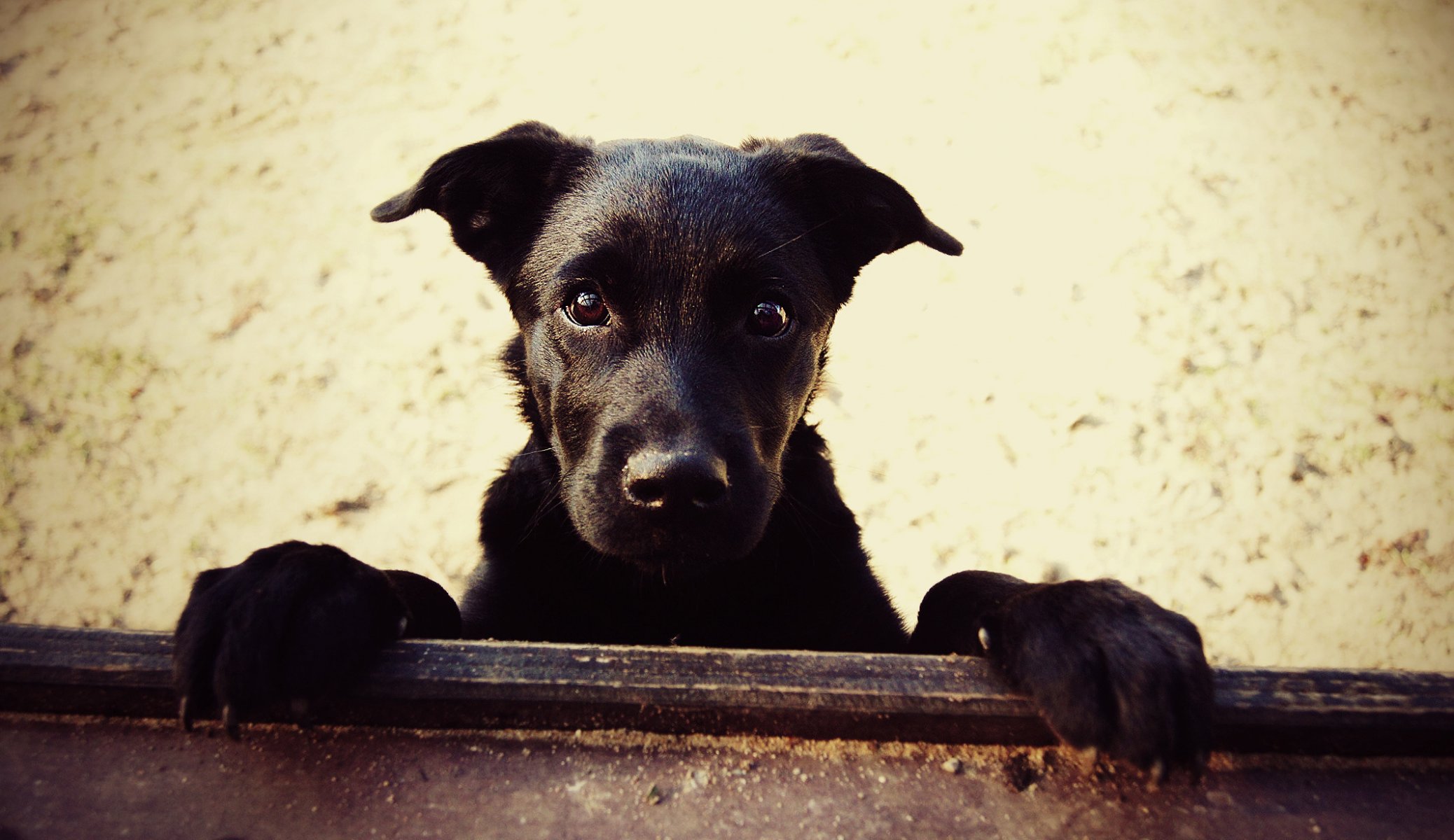 dog puppy labrador gaze friend animals dogs eyes muzzle woof-woof-ry-ry