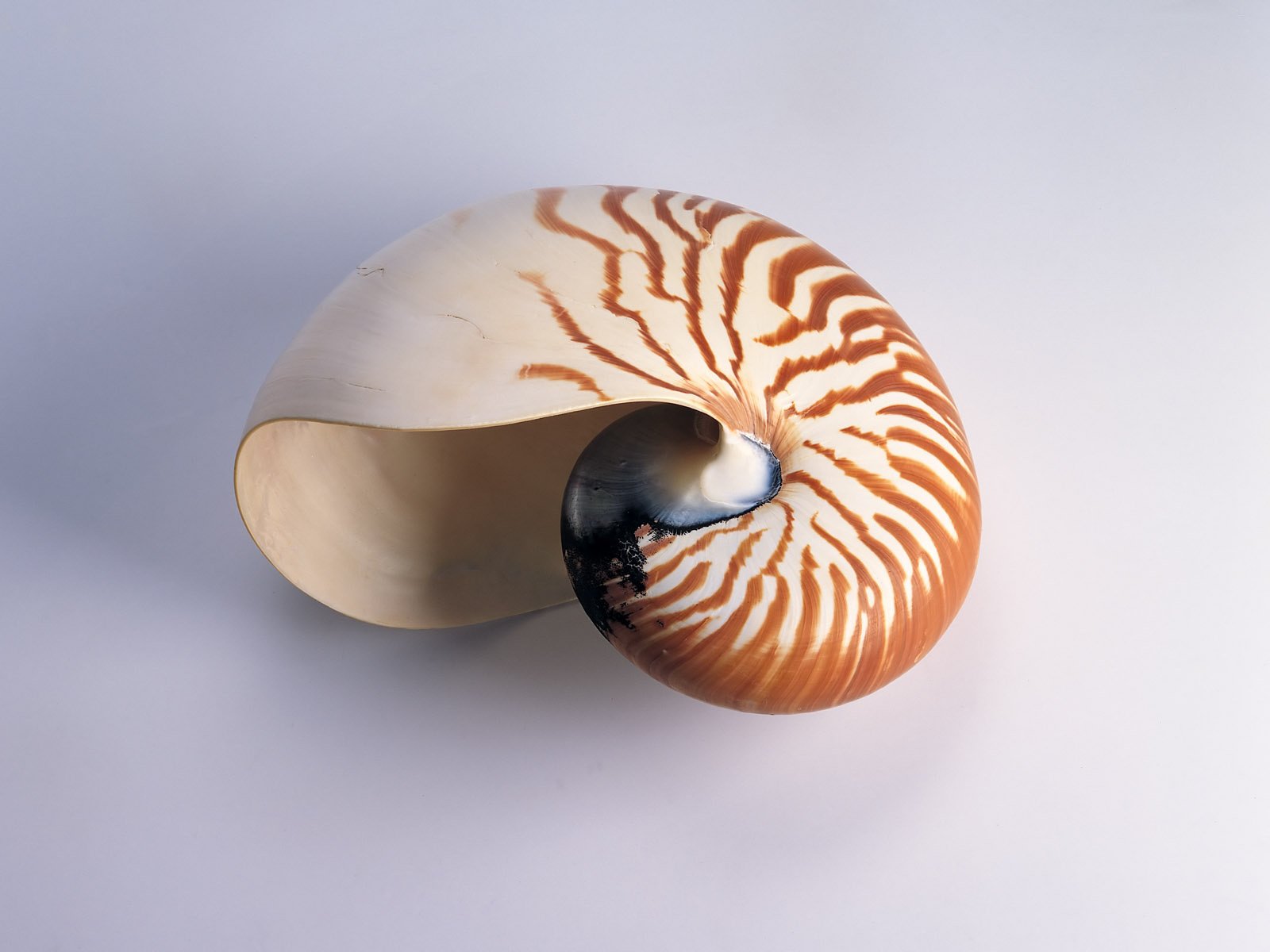 minimalisme nautilus coquille rayures mollusque