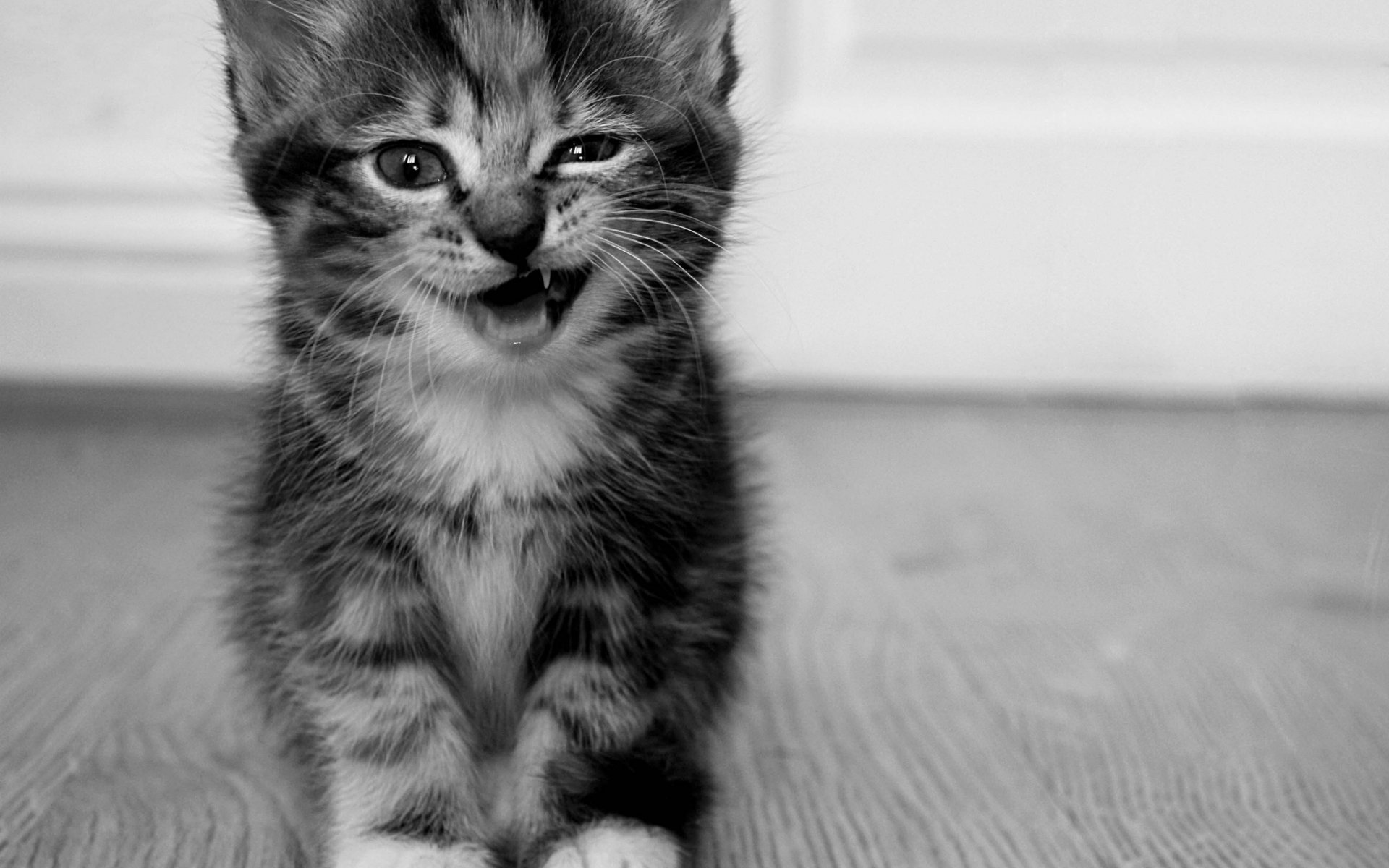 gatito rojo hierba gris blanco y negro dientes animales mirada gato ojos